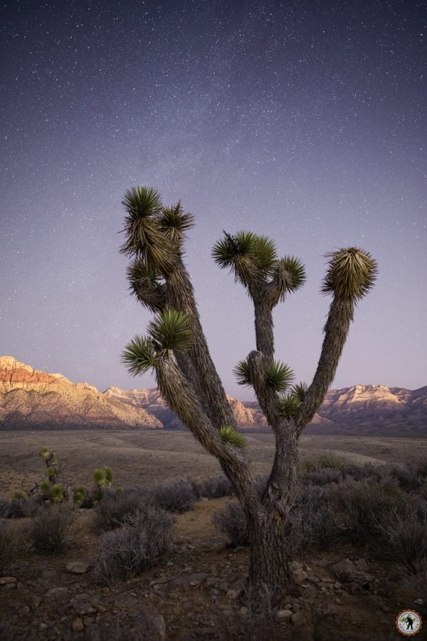 Jushua Tree - Mojave Desert - Red Rock State Park