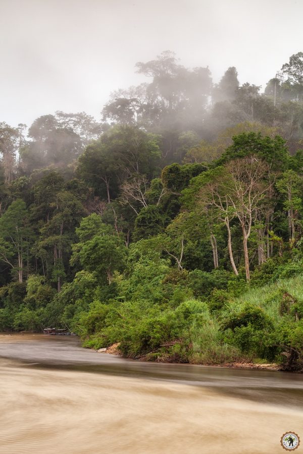 Taman Negara Nationalpark Rainforest Malaysia