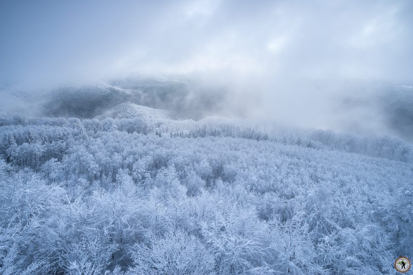 Pfälzerwald im Winter