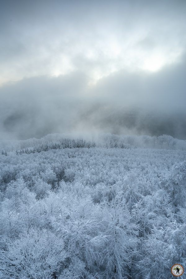 Pfälzerwald im Winter