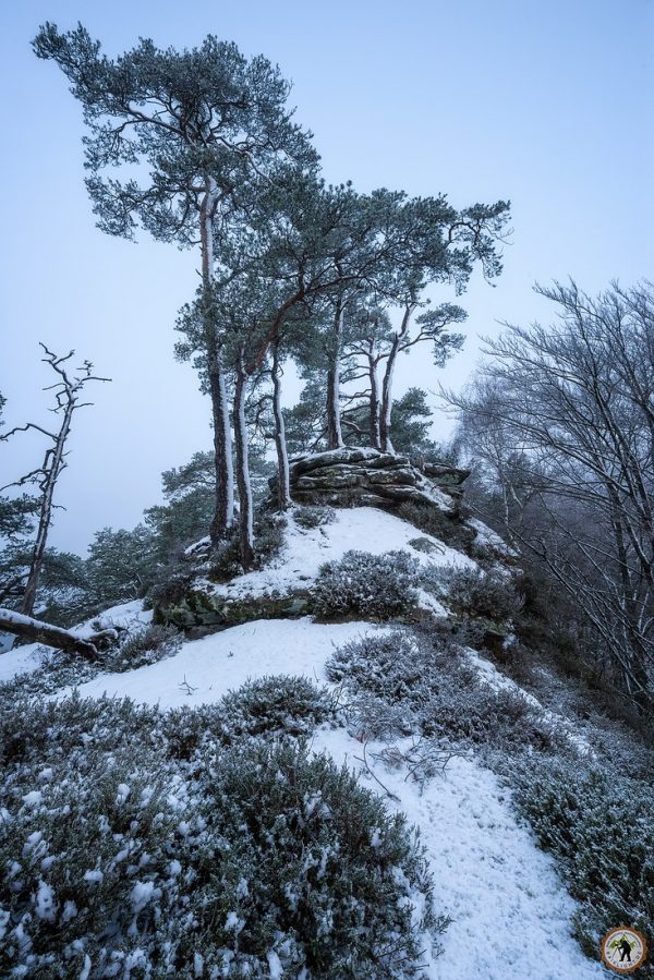 Winterbäume Haferfelsen Pfälzerwald Dahn