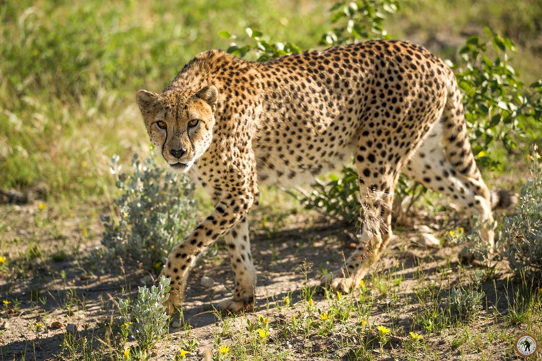 Cheetah - Geparden mit Pentax K-1 MKII