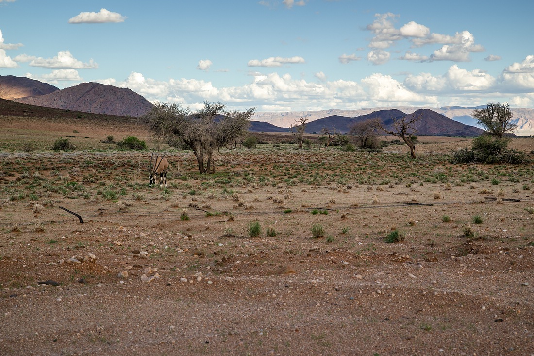 am Rande der Kalahari © Raik Krotofil