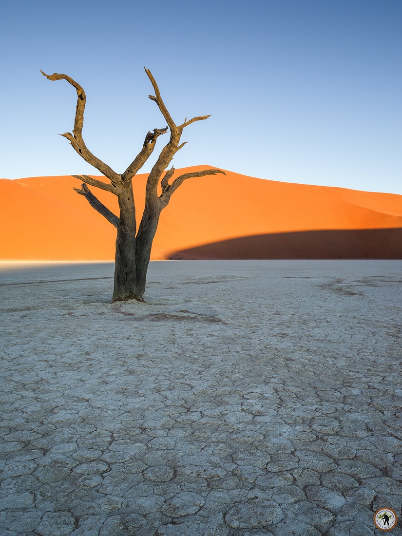 Deadvlei Tree Namib