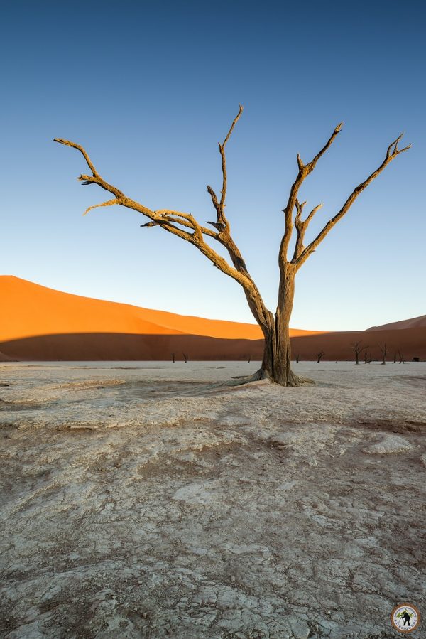 Deadvlei Namib Desert Namibia