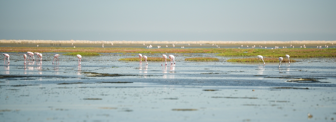 Flamingos in der Walvis Bay © Raik Krotofil