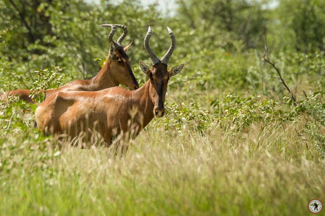 Eland Antilope Etosha © Raik Krotofil