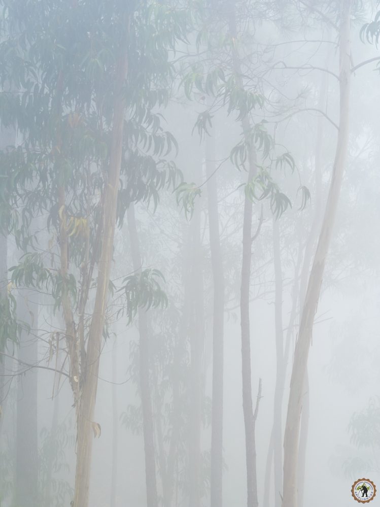 Sintra Portugal Nebelwald