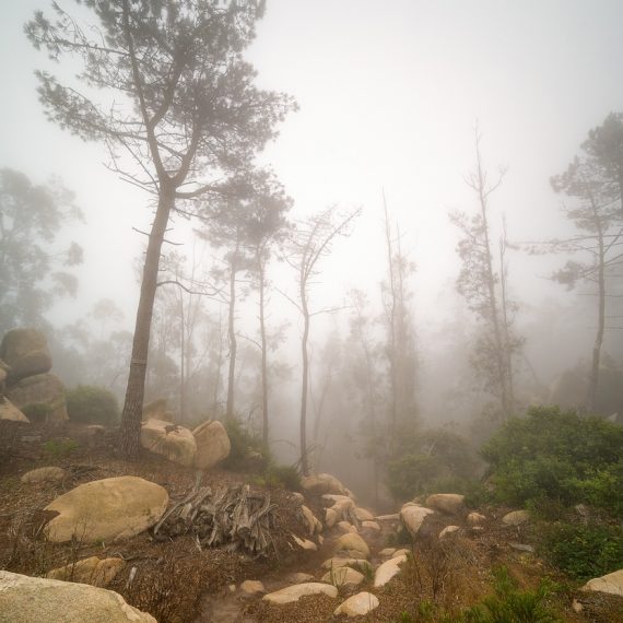Sintra Portugal Nebelwald