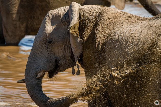 Elefant Etosha Namibia