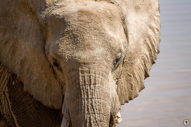 Elefant Etosha Namibia