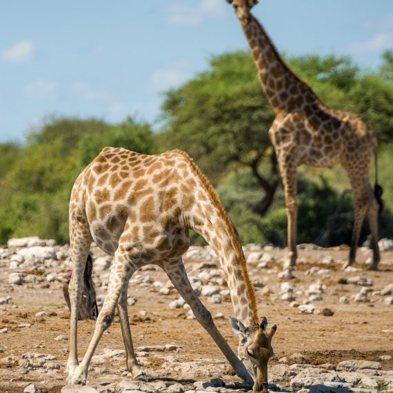 Giraffen Etosha Namibia