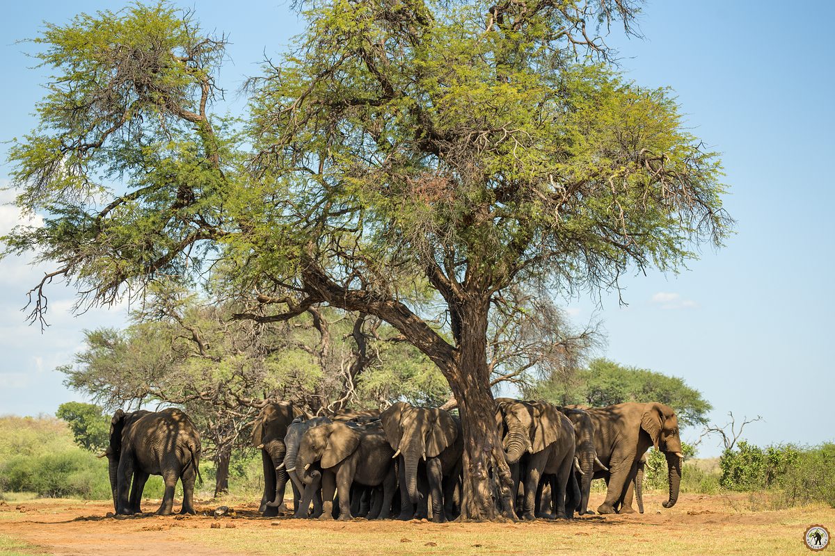 Elefanten Caprivi Namibia