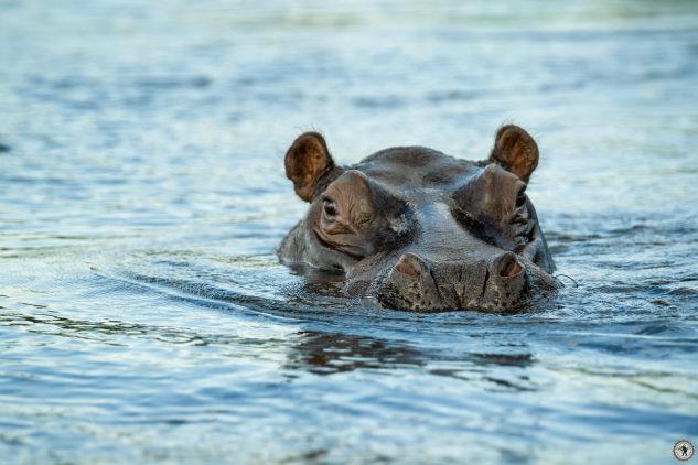 Hippo Namibia