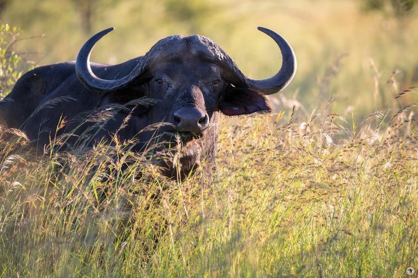 Büffel Kruger NP