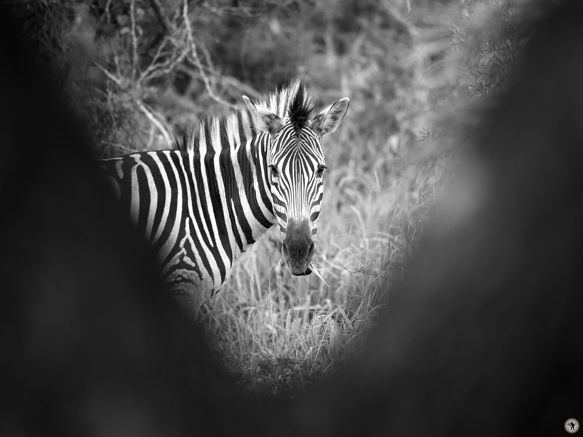 Zululand Lodge Zebra