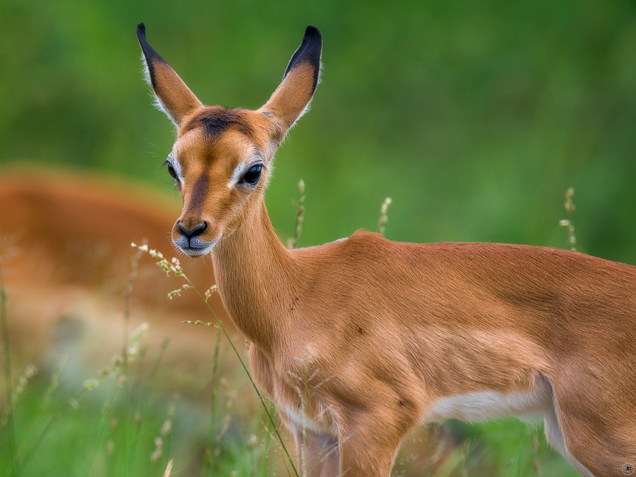 Impala Baby Krüger NP Südafrika