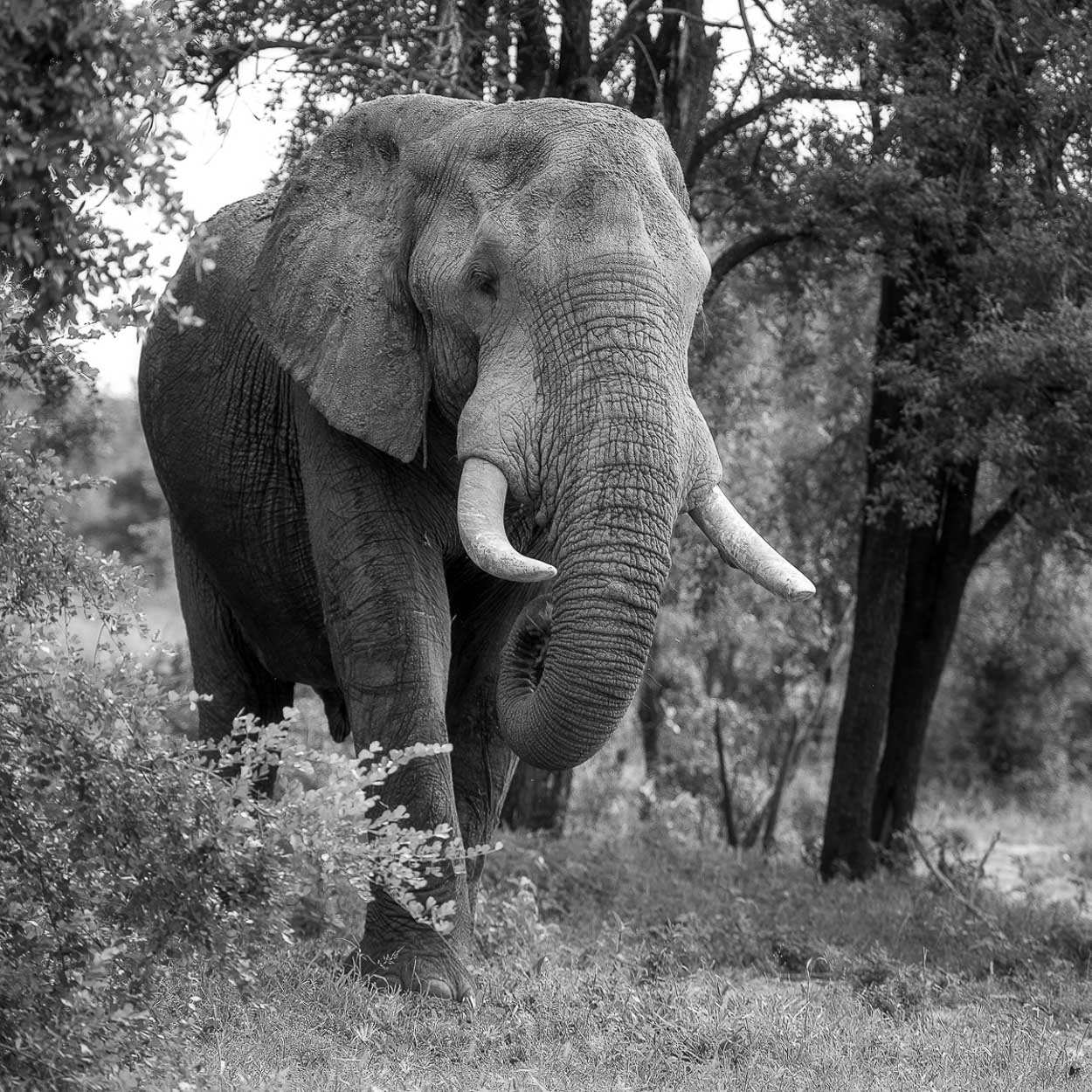 Elefant Krüger NP
