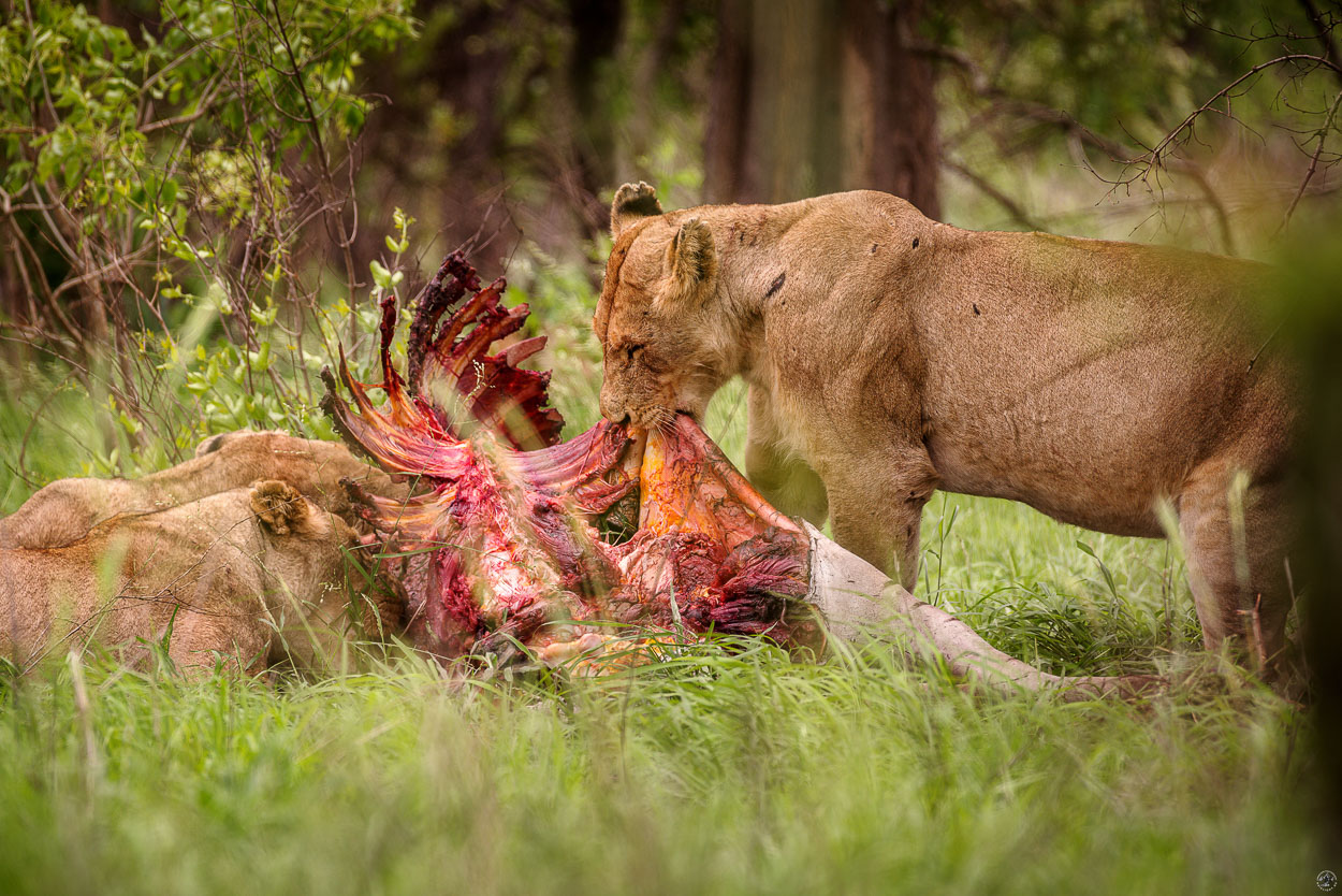 Lions Kill Krüger
