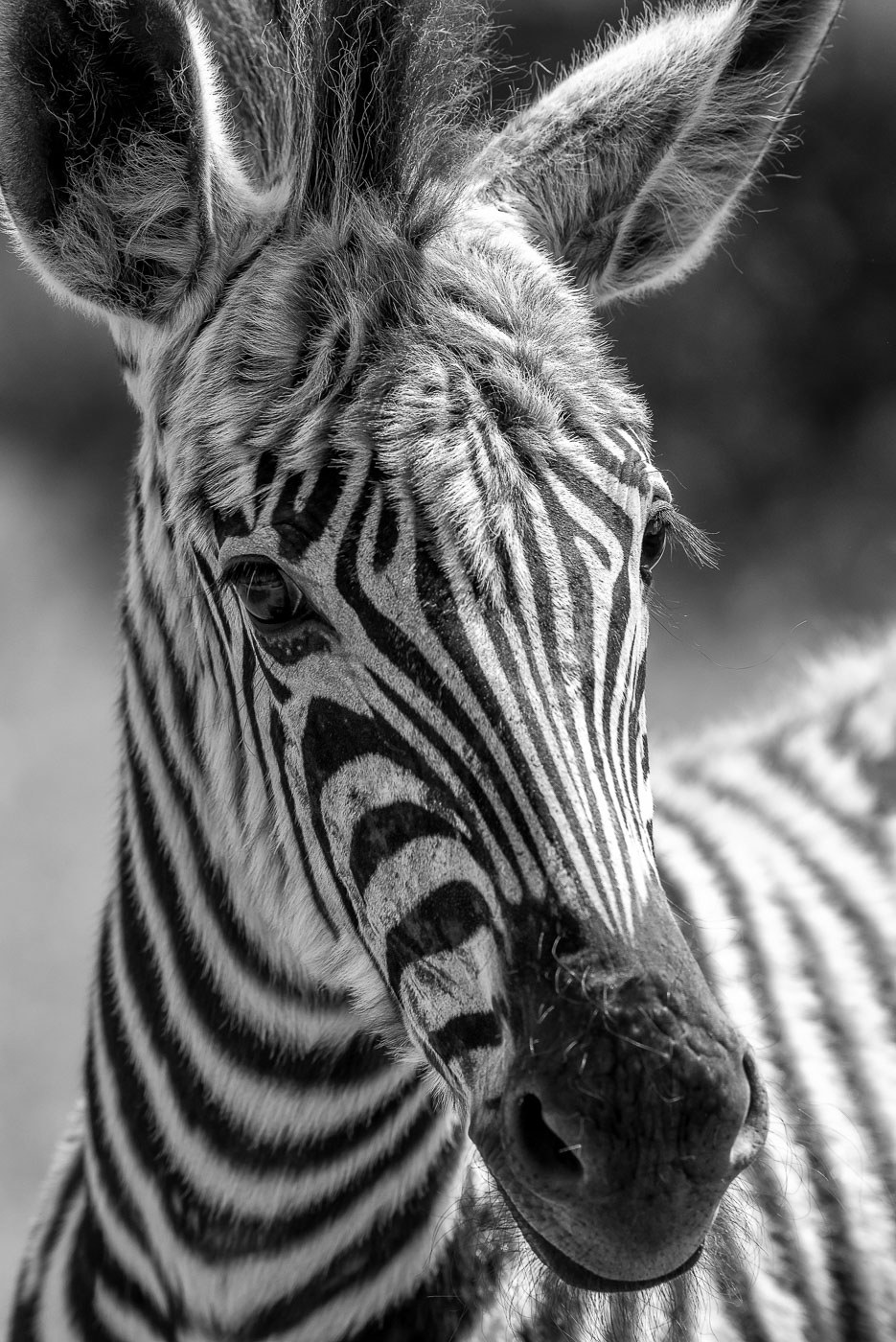 Junges Zebra