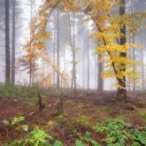 Herbst im Pfälzerwald