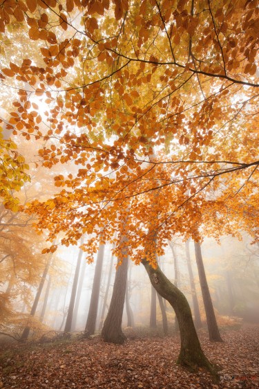 Pfälzerwald im Herbst Nebel Wandern Edenkoben Dahner Felsenland