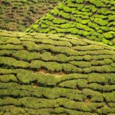 Cameron Highlands Tee Plantagen