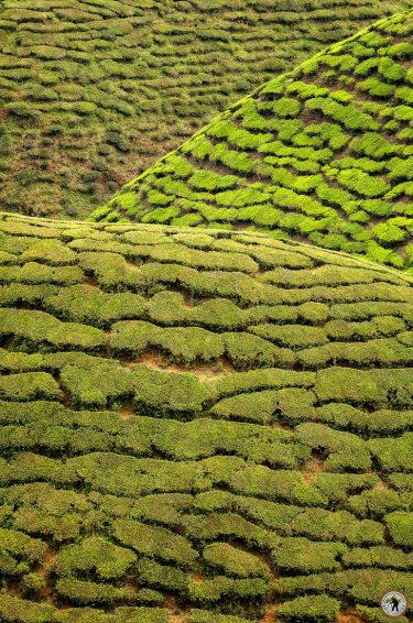 Cameron Highlands Tee Plantagen