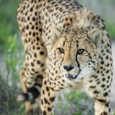 Cheetah - Geparden mit Pentax K-1 MKII
