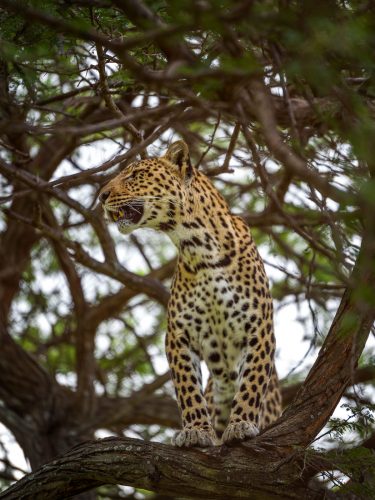 Leopard Südafrika