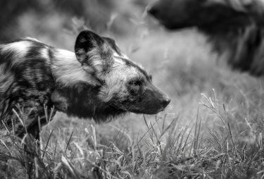 Wildhund Südafrika